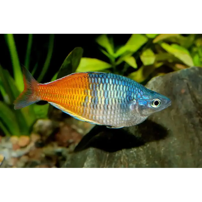 Melanotaenia Boesemani - Boeseman's Regenboogvis