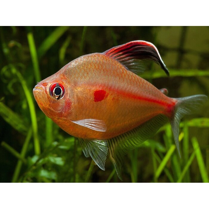 Hyphessobrycon Erythrostigma - Bloedvlektetra