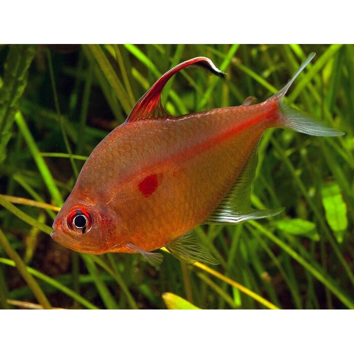 Hyphessobrycon Erythrostigma - Bloedvlektetra