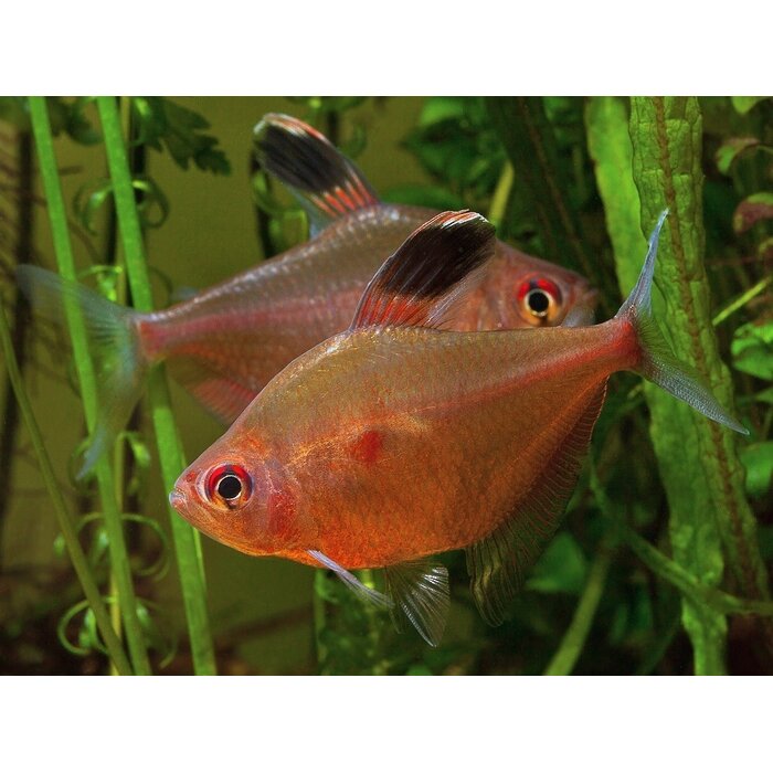 Hyphessobrycon Erythrostigma - Bloedvlektetra
