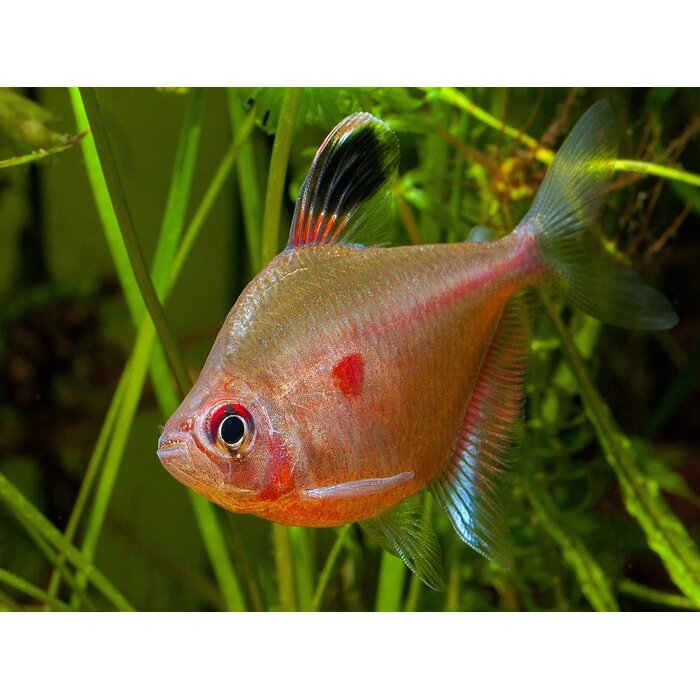 Hyphessobrycon Erythrostigma - Bloedvlektetra