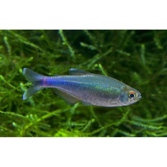 Boehlkea Fredcochui - Blauwe Tetra