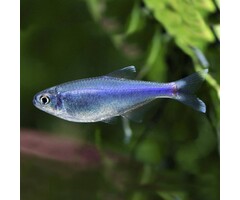 Boehlkea Fredcochui - Blauwe Tetra