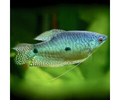 Trichogaster Trichopterus - Blauwe Spat