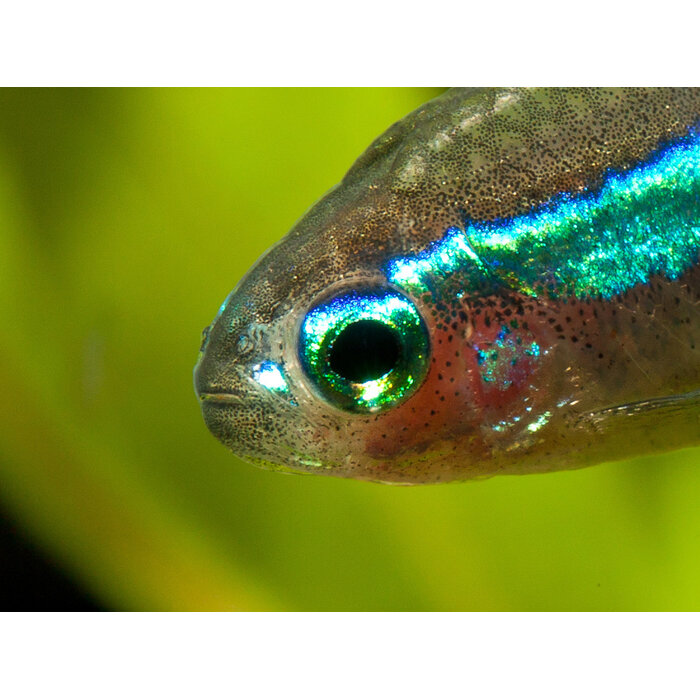Paracheirodon Simulans - Blauwe Neon