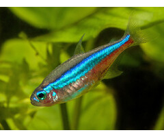 Paracheirodon Simulans - Blauwe Neon