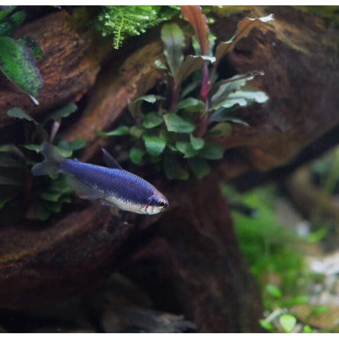 Inpaichthys Kerri Super Blue - Blauwe Keizertetra Super Blauw