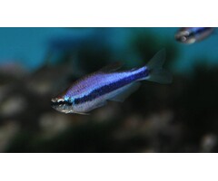 Inpaichthys Kerri Super Blue - Blauwe Keizertetra Super Blauw