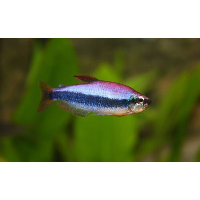 Inpaichthys Kerri - Blauwe Keizertetra