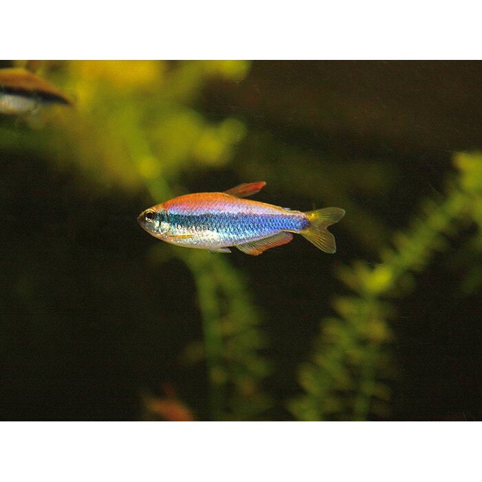 Inpaichthys Kerri - Blauwe Keizertetra