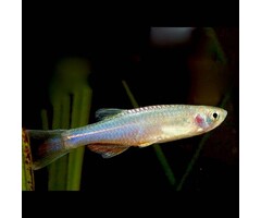 Brachydanio Albolineatus - Blauwe Danio