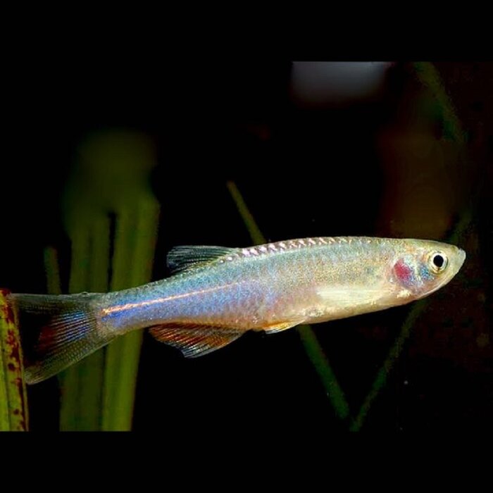 Brachydanio Albolineatus - Blauwe Danio