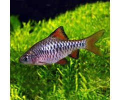 Barbus Oligolepis - Blauwe Barbeel