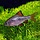 Barbus Oligolepis - Blauwe Barbeel