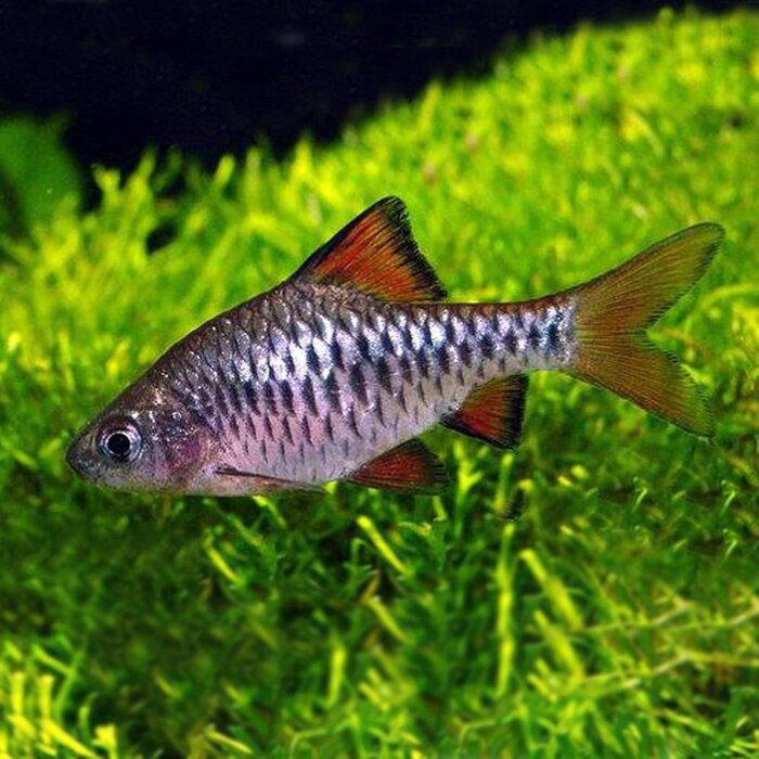 Barbus Oligolepis - Blauwe Barbeel