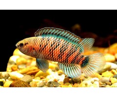 Badis Badis - Blauw Baarsje