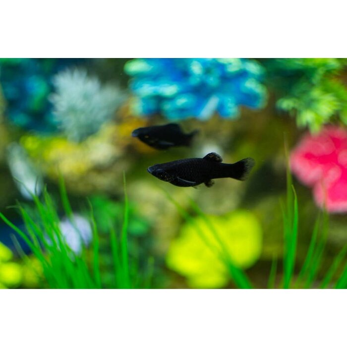 Poecilia Sphenops - Black Molly