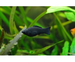 Poecilia Sphenops - Black Molly