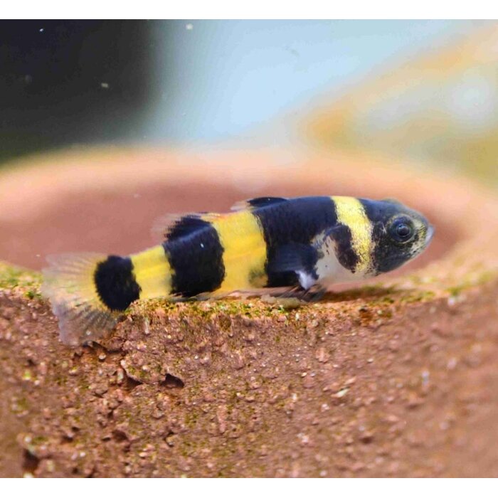 Brachygobius Doriae/Xanthozona - Bijtje