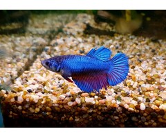 Betta Splendens Female - Betta Vrouw Diverse Kleuren