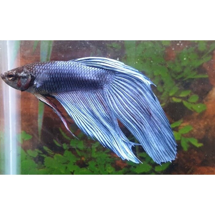 Betta Splendens Male - Betta Veiltail Man Diverse Kleuren