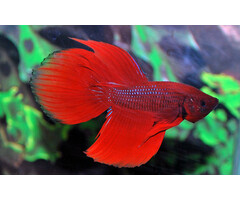 Betta Splendens Male - Betta Veiltail Man Diverse Kleuren