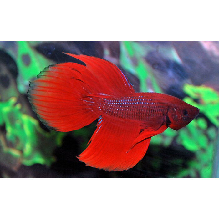 Betta Splendens Male - Betta Veiltail Man Diverse Kleuren