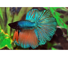 Betta Splendens Halfmoon Male - Betta Halfmoon Man Diverse Kleuren