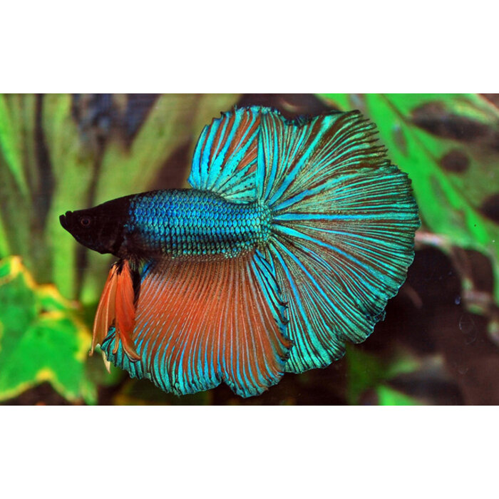 Betta Splendens Halfmoon Male - Betta Halfmoon Man Diverse Kleuren