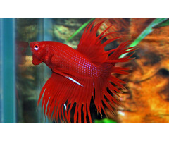 Betta Splendens Crowntail Male - Betta Crowntail Man Diverse Kleuren