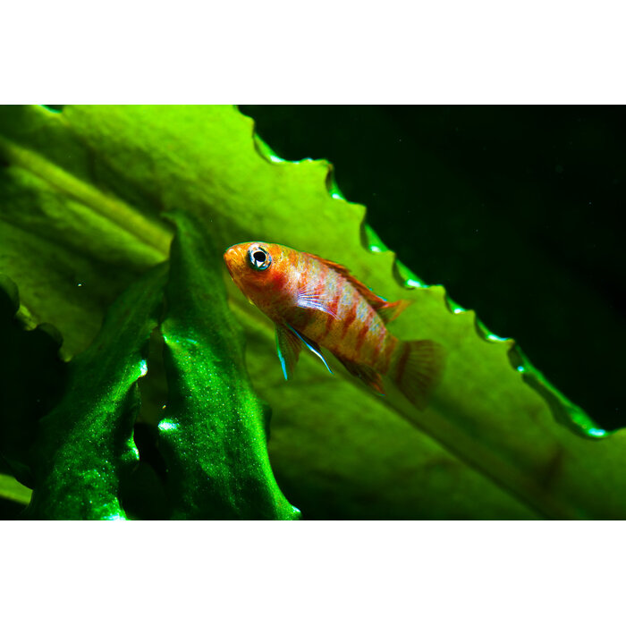 Dario Dario - Bengaals Vuurtje