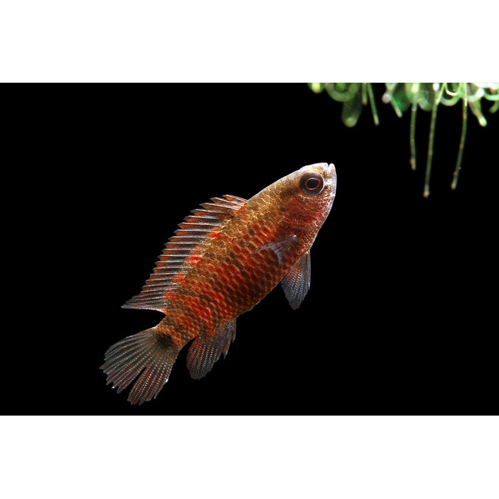 Dario Dario - Bengaals Vuurtje