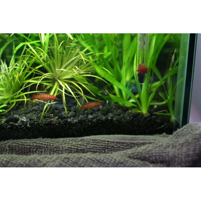 Dario Dario - Bengaals Vuurtje