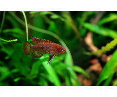 Dario Dario - Bengaals Vuurtje