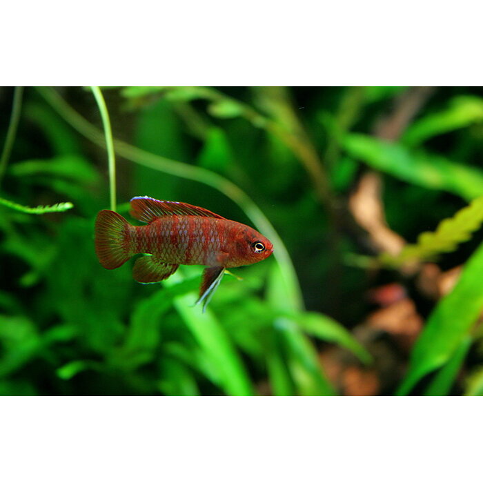 Dario Dario - Bengaals Vuurtje