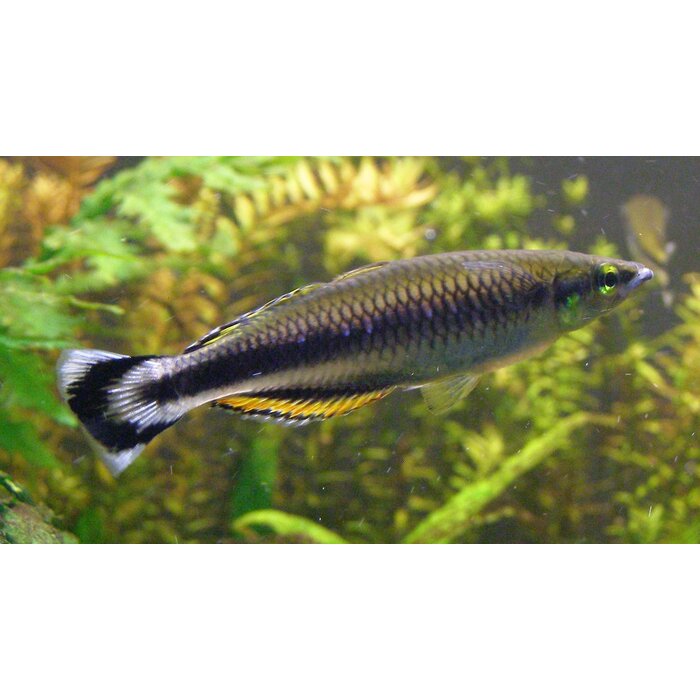 Bedotia Geayi - Madagascar Regenboog