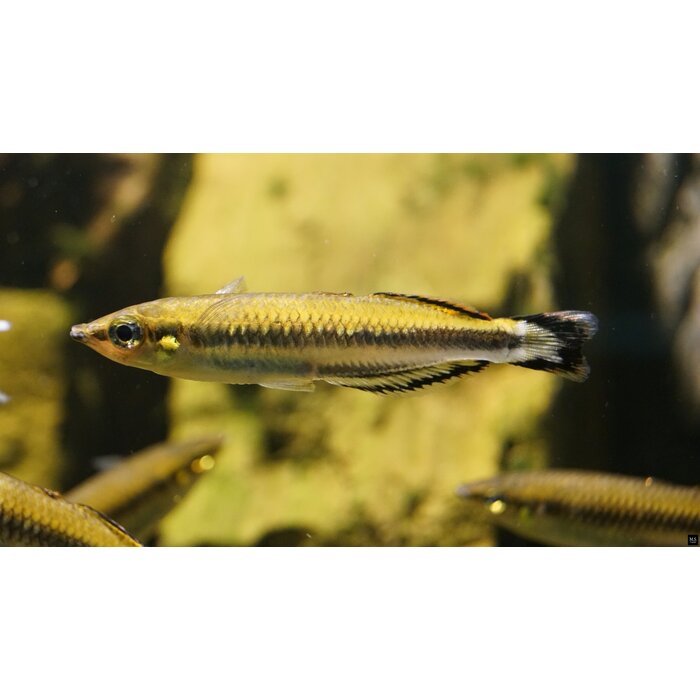 Bedotia Geayi - Madagascar Regenboog