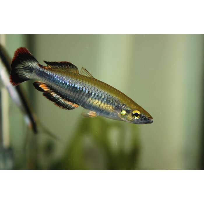 Bedotia Geayi - Madagascar Regenboog