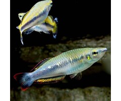 Bedotia Geayi - Madagascar Regenboog