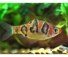 Barbus Rhomboocellatus - Meloenbarbeel