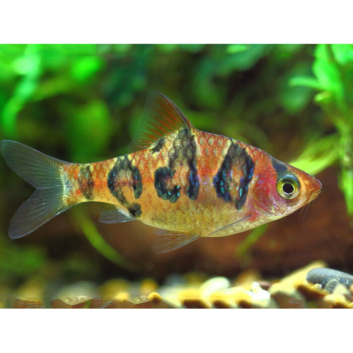 Barbus Rhomboocellatus - Meloenbarbeel