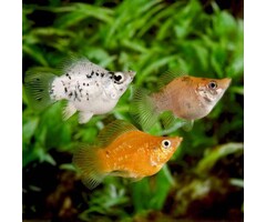 Poecilia Sphenops - Ballon Molly Mix