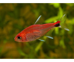 Axelrodia Riesei - Ruby Tetra