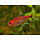 Axelrodia Riesei - Ruby Tetra