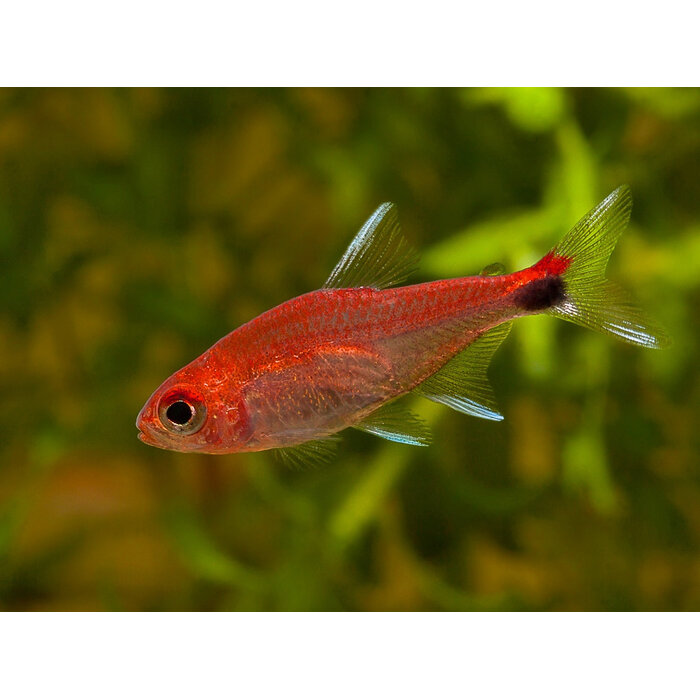 Axelrodia Riesei - Ruby Tetra
