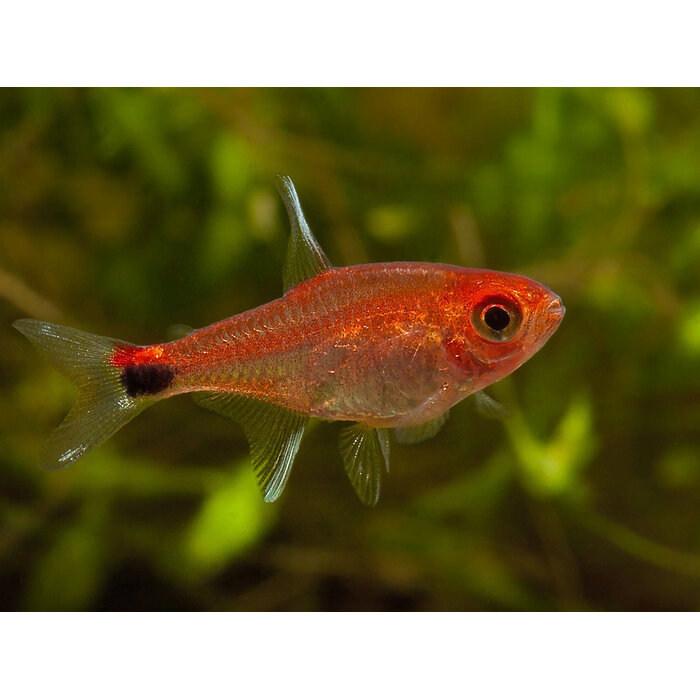 Axelrodia Riesei - Ruby Tetra