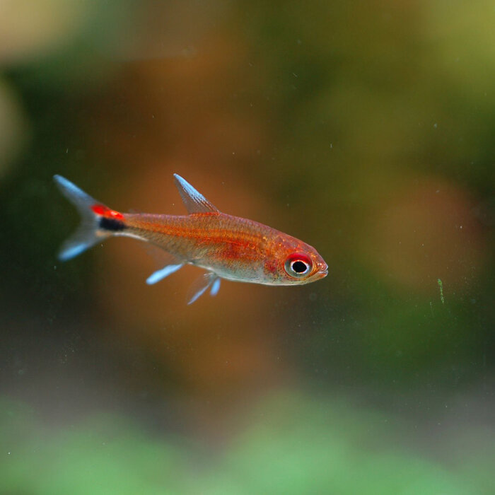 Axelrodia Riesei - Ruby Tetra