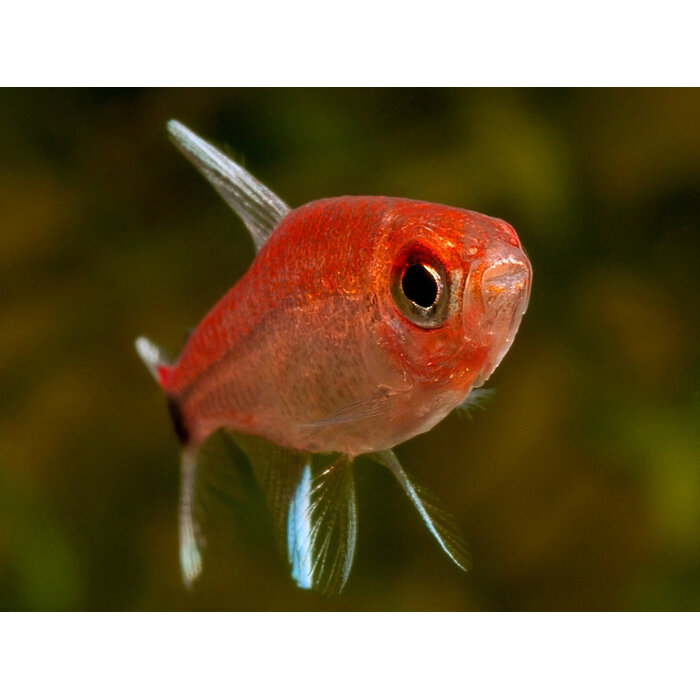 Axelrodia Riesei - Ruby Tetra
