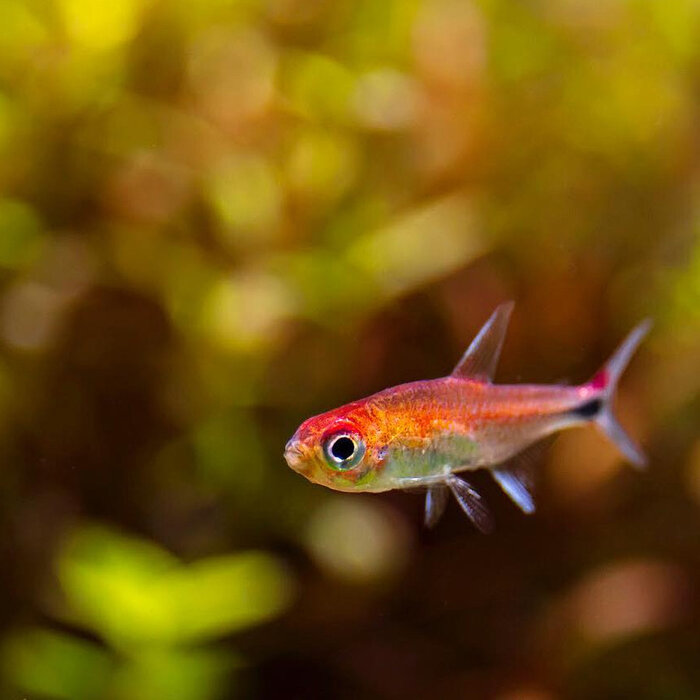 Axelrodia Riesei - Ruby Tetra