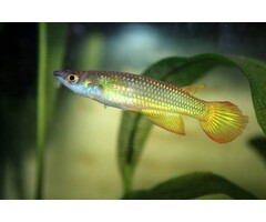 Aplocheilus Panchax / Lineatus - Tandkarper Goud